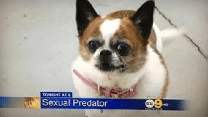 Sexual Predator