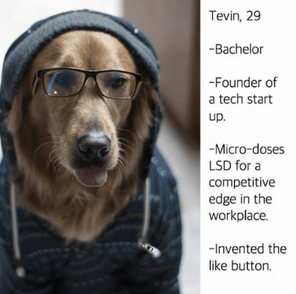 Start Up Dog