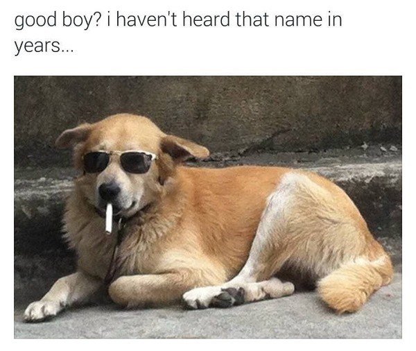 Good Boy