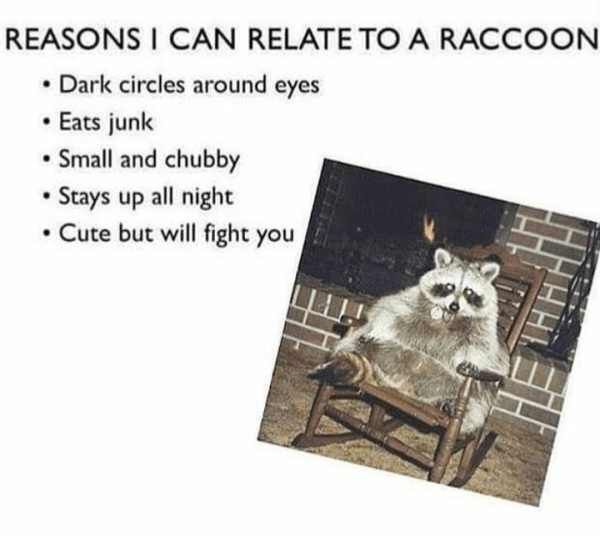 Racoons