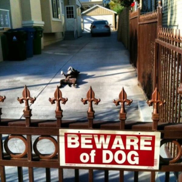 Beware Of Dogs