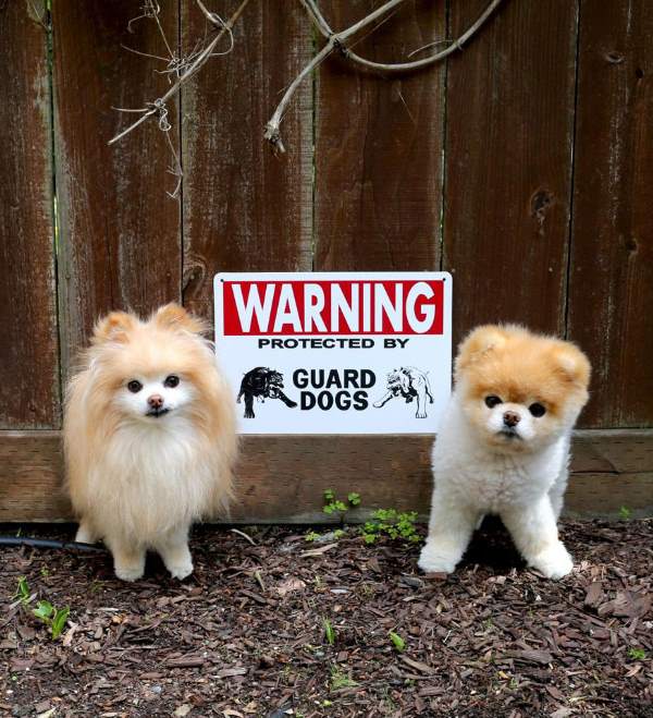 Beware Of Fluffballs