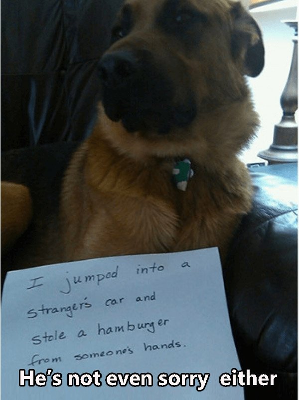 Burgerthief