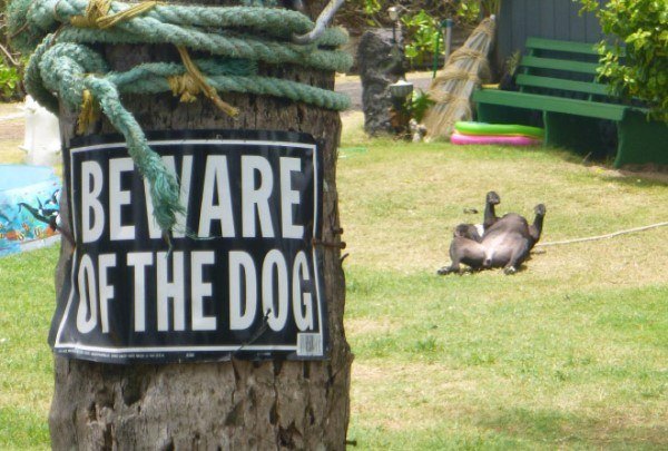 Dog Playing In The Grass