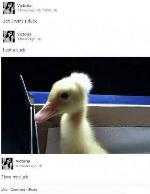 Duck