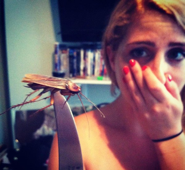 Giant Roach