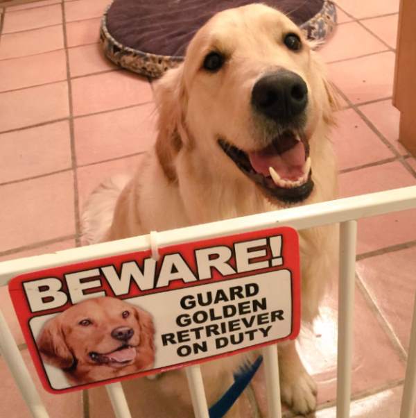 Golden Retriever On Duty