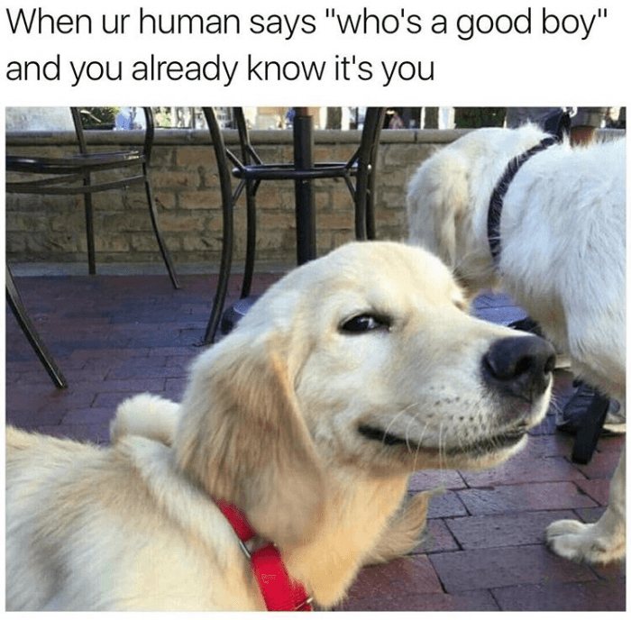 Good Boy