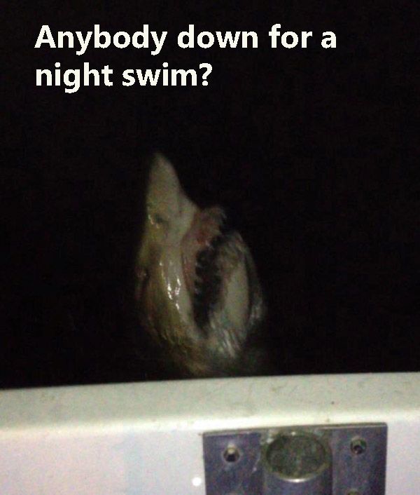 Nightshark