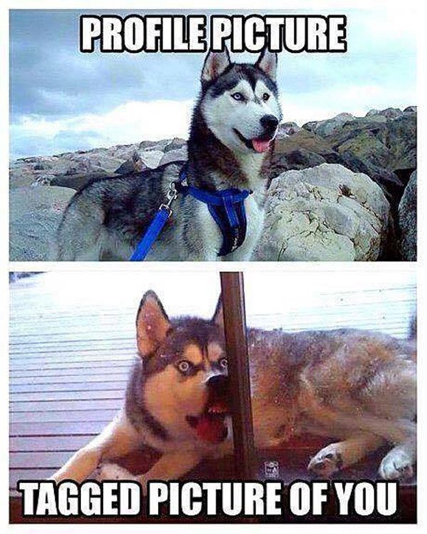 Profile Picture Vs Tagged Husky