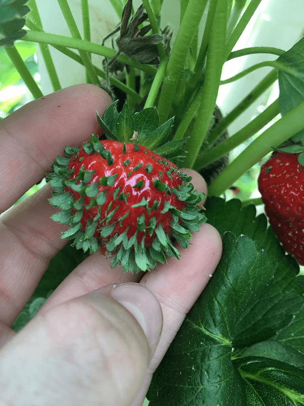 Annoying Strawberry Sprouts