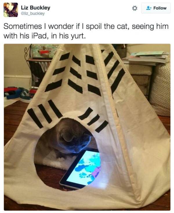 Best Cat Memes