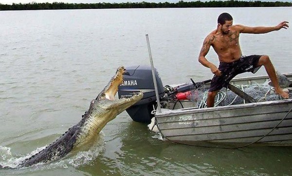 Croc Attack