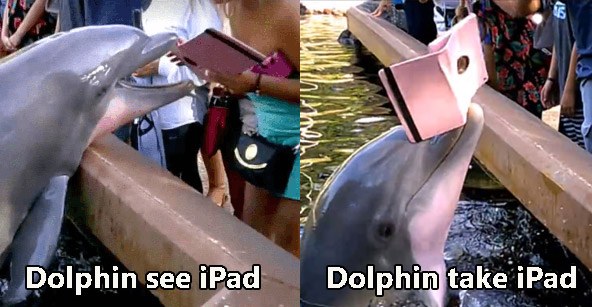 Dolphin