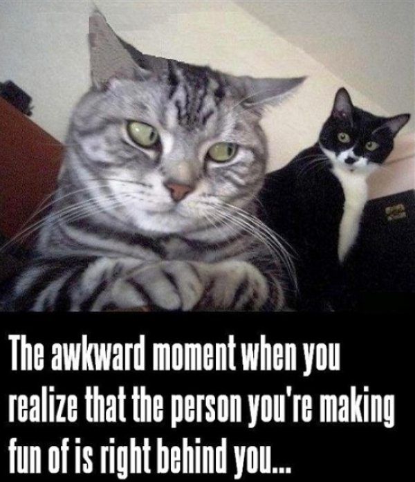 Funniest Cat Memes Ever