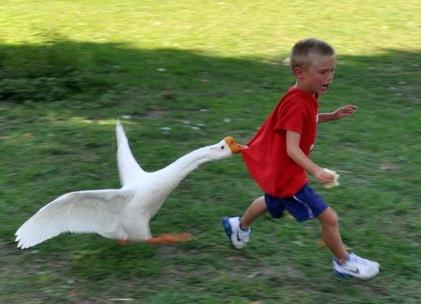 Goose Kid