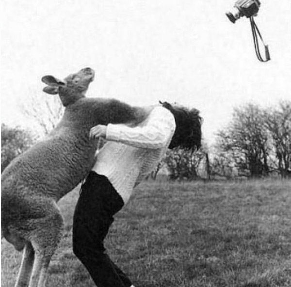 Kangaroo Punch