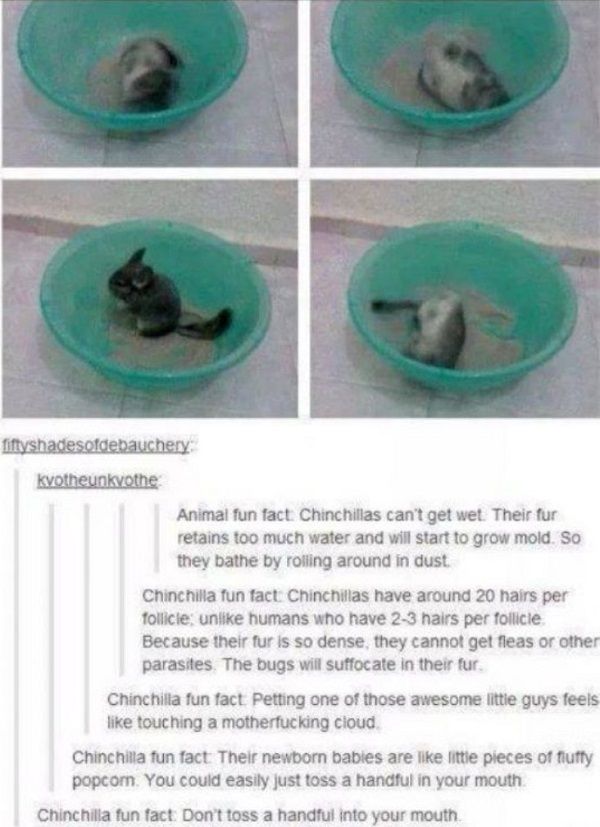 Chinchilla Facts