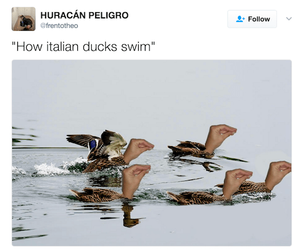 Duck