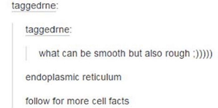 Endoplasmic Reticulum