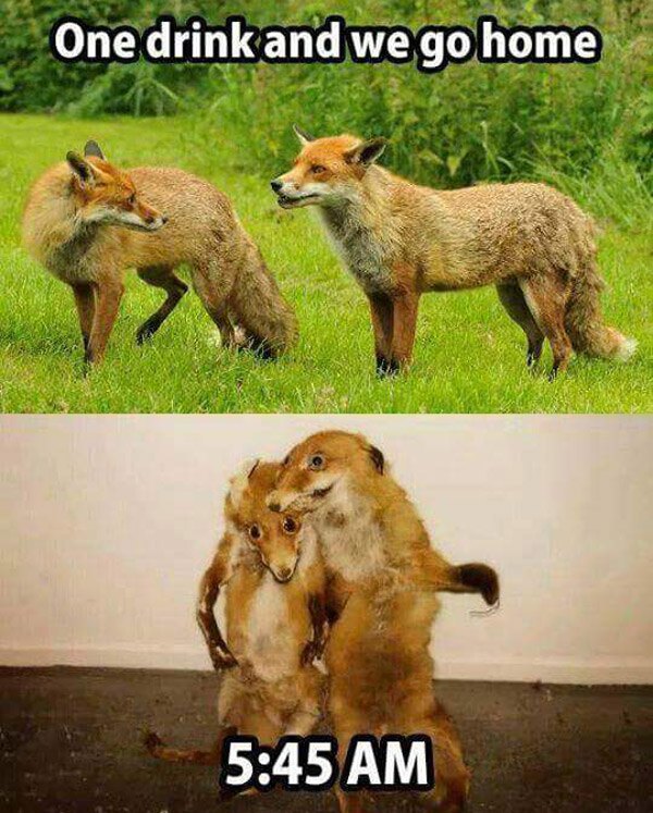 Foxes