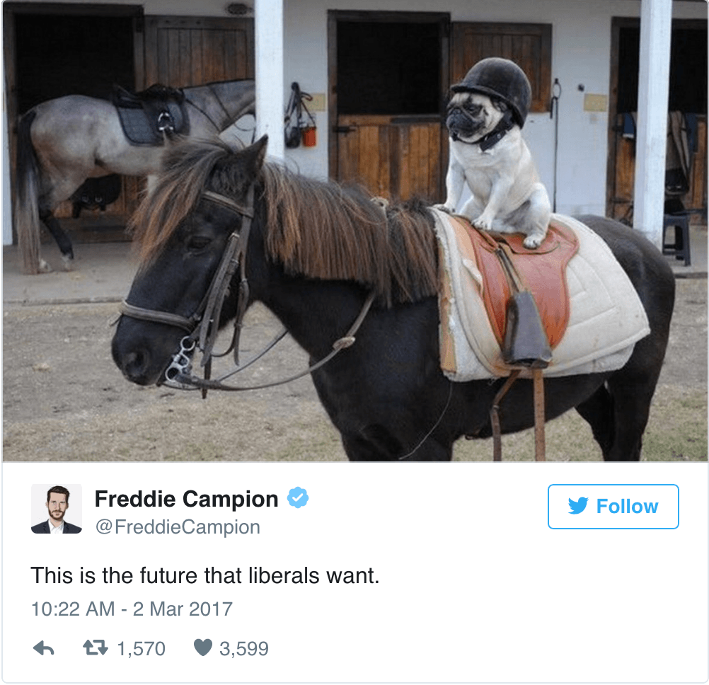 Pug Horse