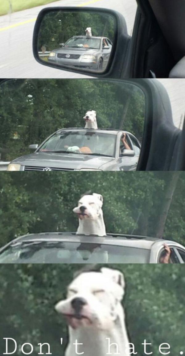 Sunroof Dog