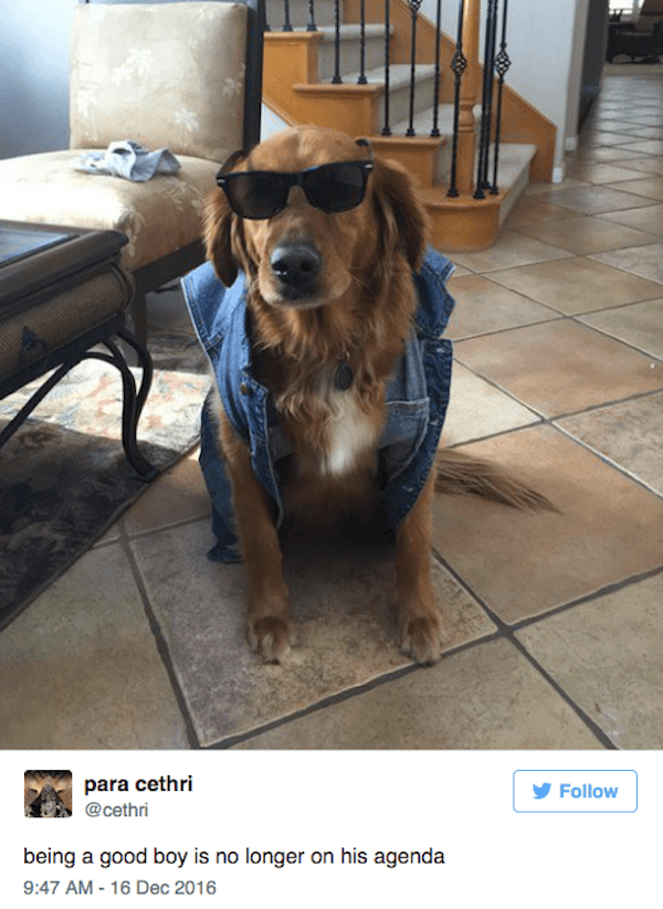 Bad Boy Dog