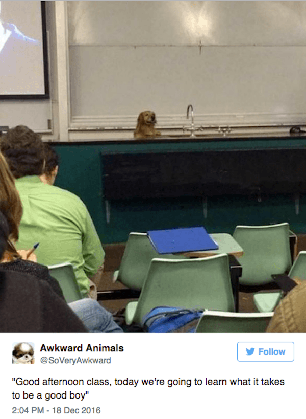 Good Boy Class