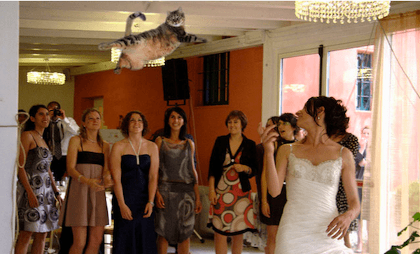 Brides Throwing Cats