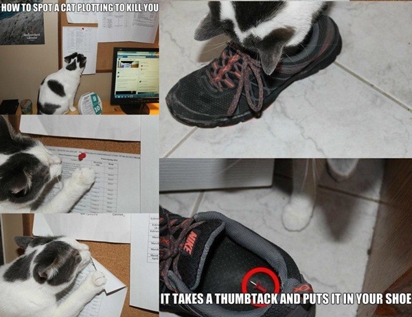 Cat Tack Shoe