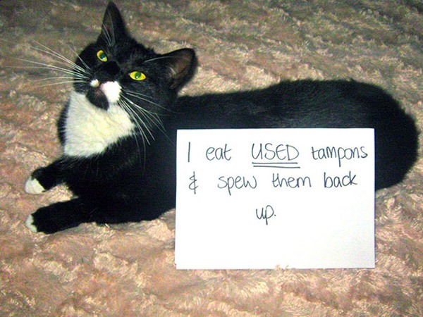 Cat Tampon Eater