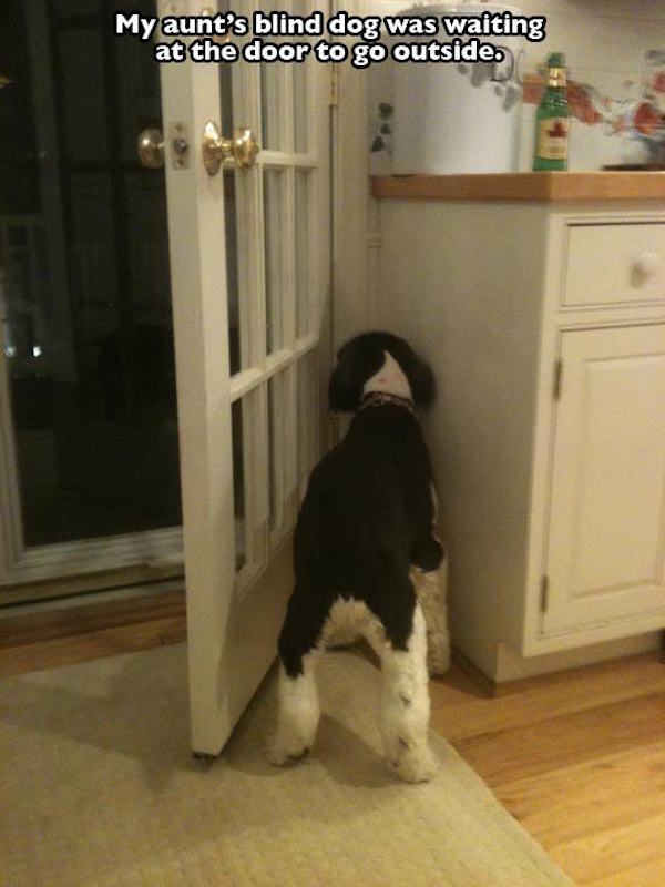 Doggie Door