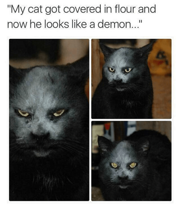 Flour Demon Cats Are Jerks