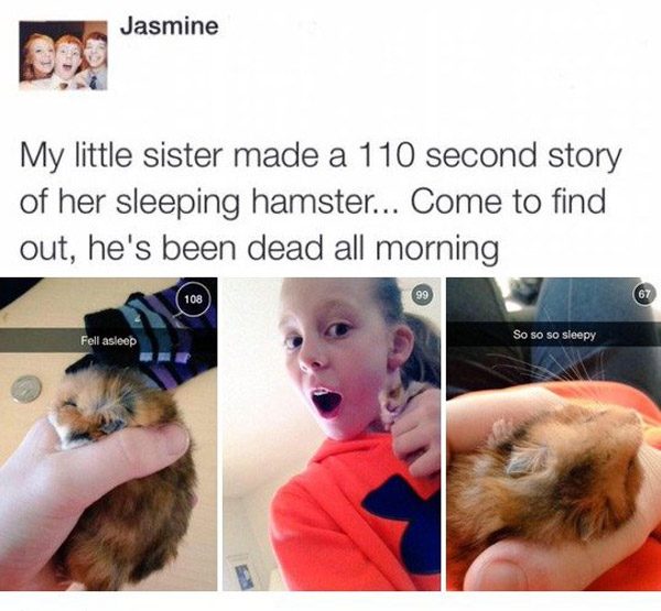 Hamster