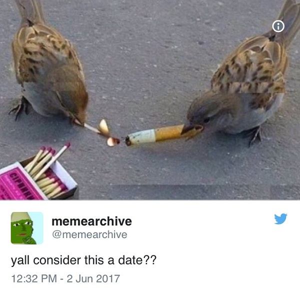 Birds Smoking