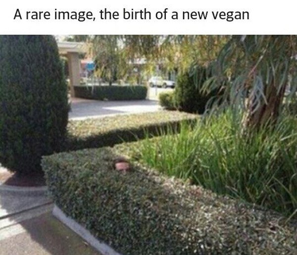 Birth Bush