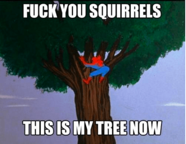 Squirrels