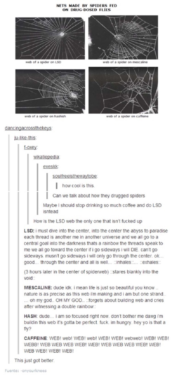 Drug Dosed Spiders