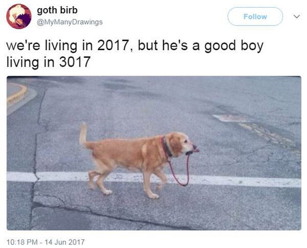 Good Boy