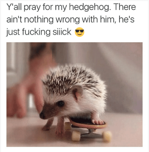 Hedgehog