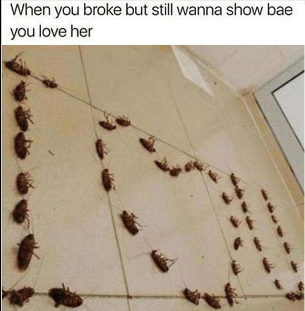 Roaches