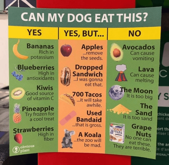 Can My Dog Eat This