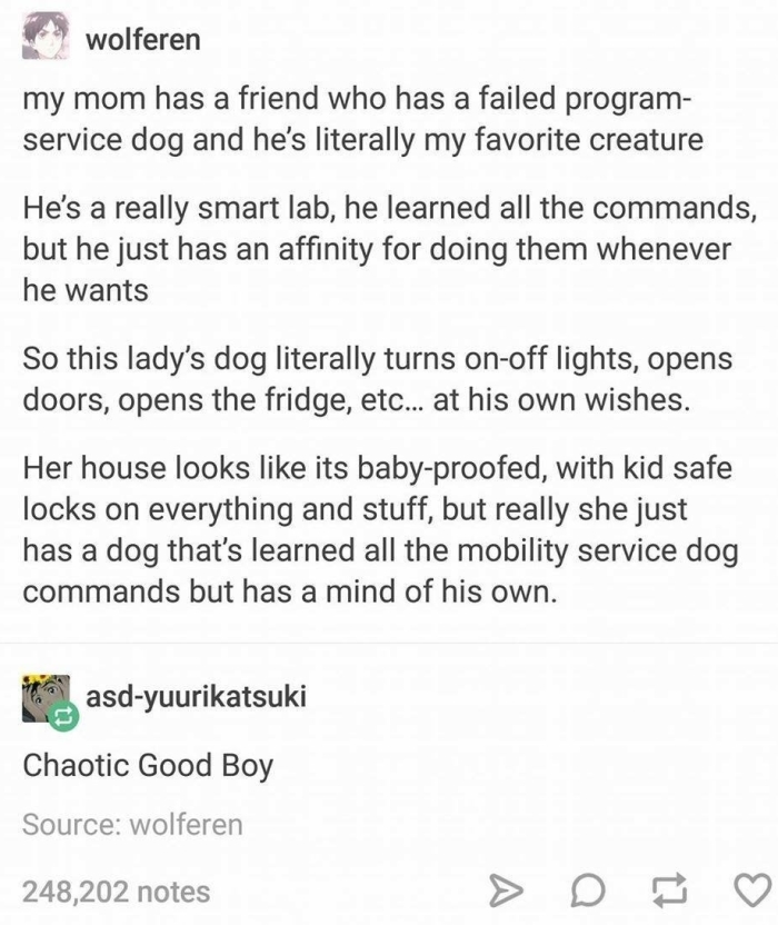 Chaotic Good Boy