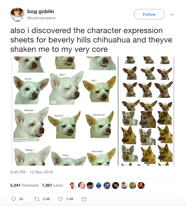 Chihuahua Expression