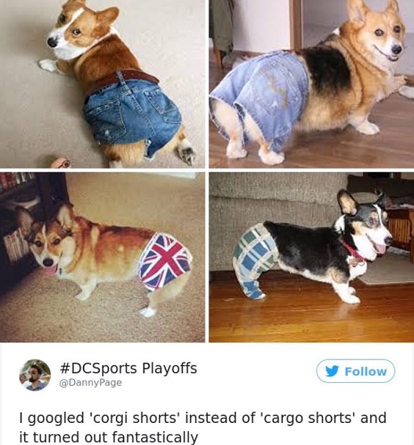 Corgi Shorts