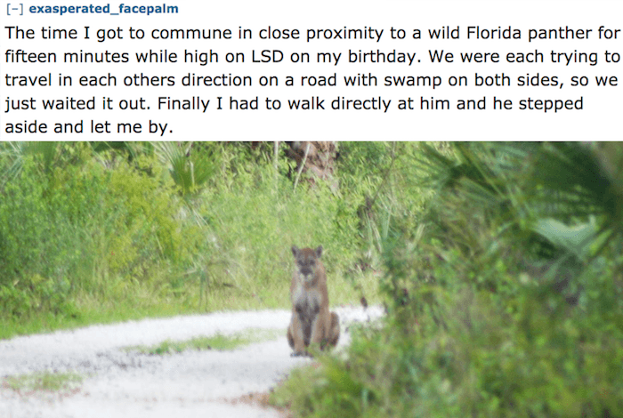 Florida Panther