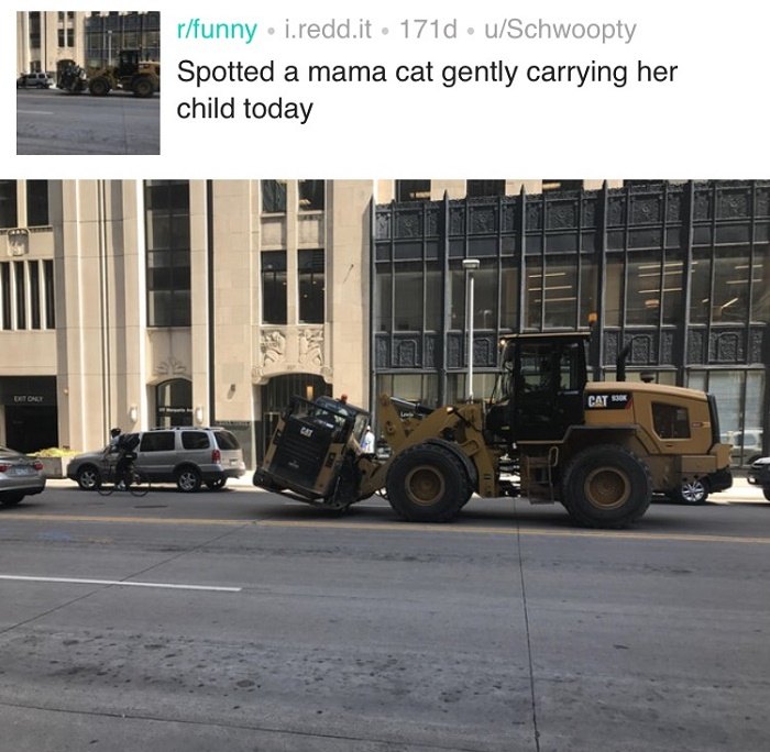 Mama Cat