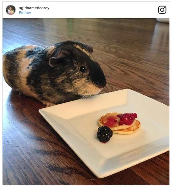 Guinea Pig Pancakes