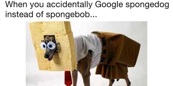 Spongedog